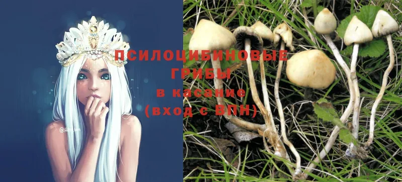 Псилоцибиновые грибы Psilocybe  Ершов 